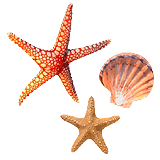 Seesterne und Muschel